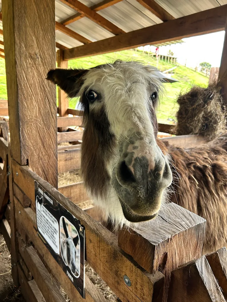 Espacio temático con caballos en La Enterradora