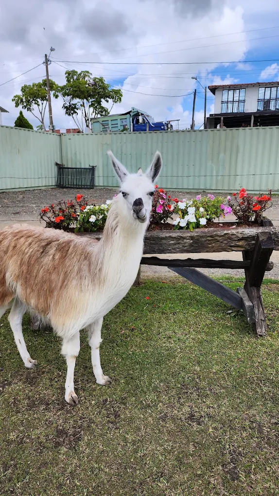 Llamas y paisaje natural en Alto del Chocho, Marinilla